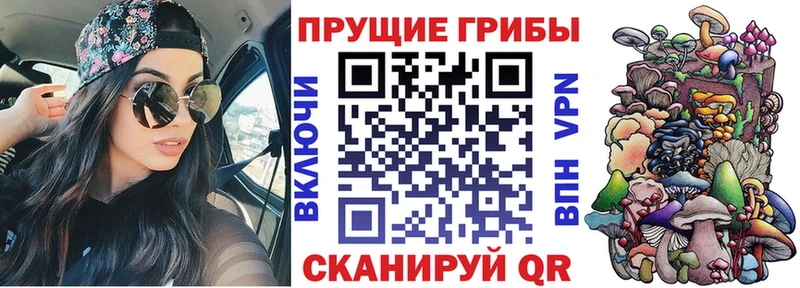 закладки Волжский OMG ссылка Псилоцибиновые грибы Psilocybine cubensis